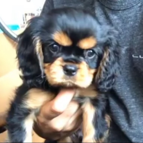 jackobeans